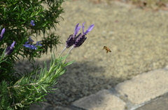 ラベンダーとミツバチ