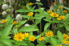 夏の花、しじみ蝶を添えて