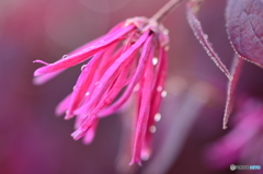 紅花常盤万作