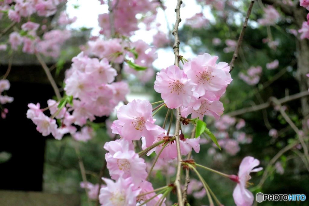 枝垂れ桜②