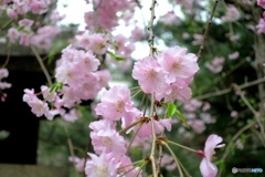 枝垂れ桜②