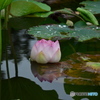 舞鶴公園16