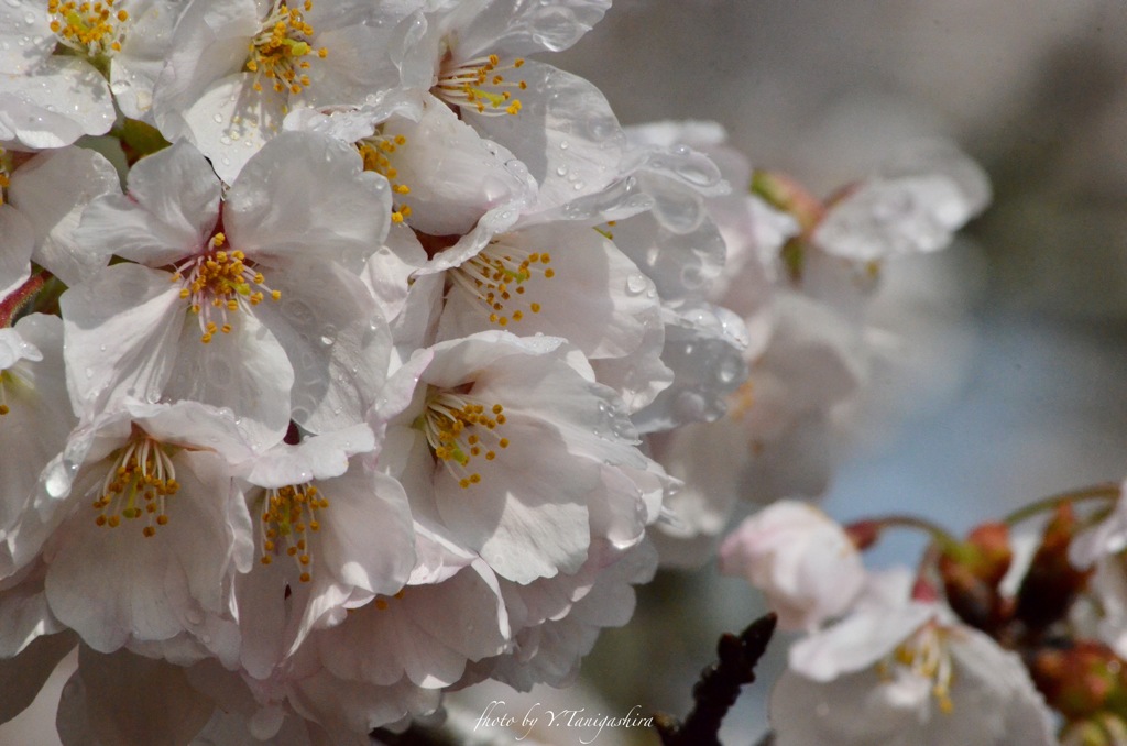 桜