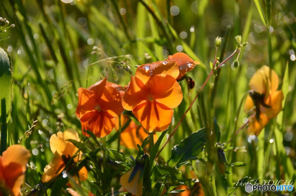 雨上がりのビオラ