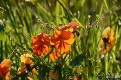 雨上がりのビオラ
