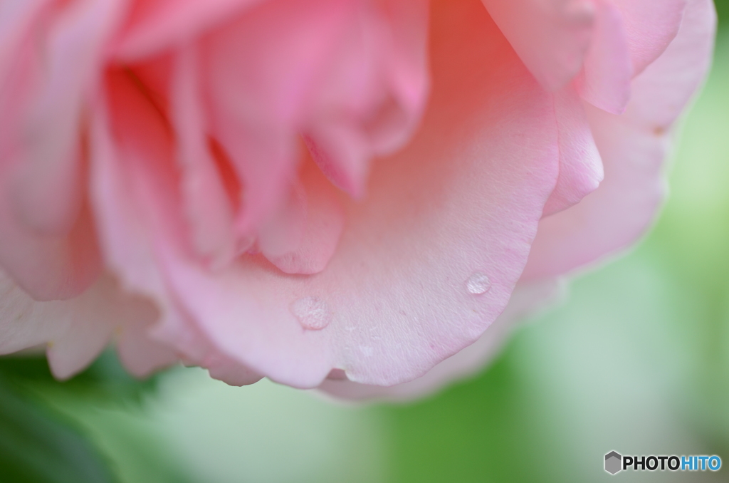 ピンク薔薇②(前方下部)