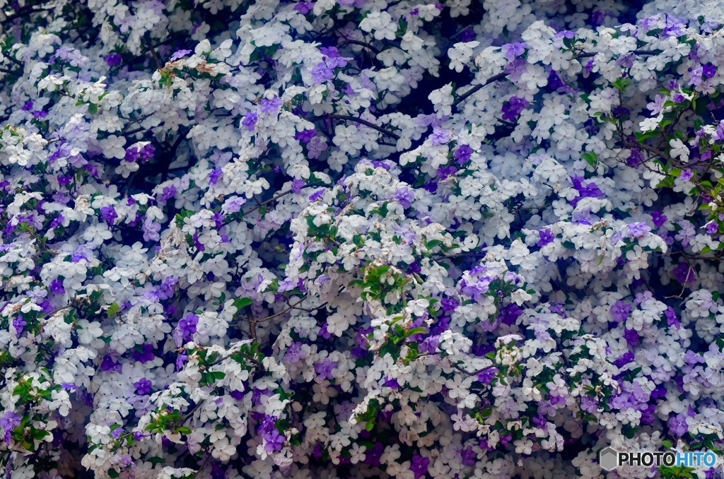 こちらもツル薔薇の一種⁉️
