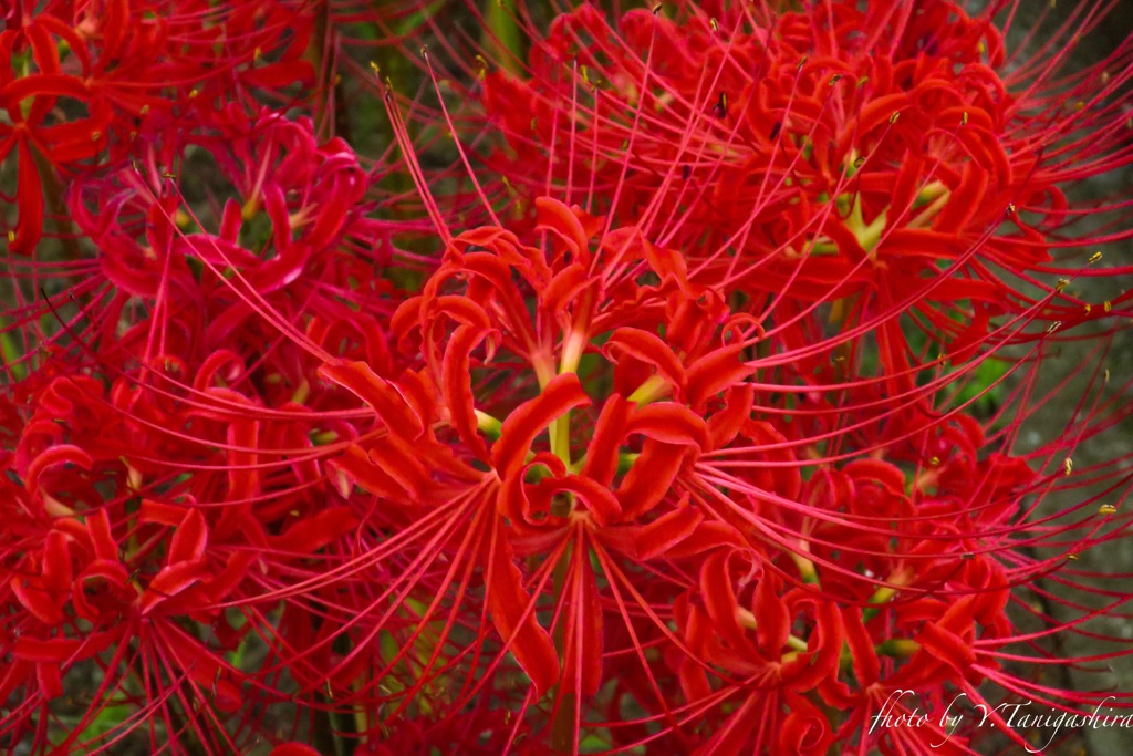 曼珠沙華