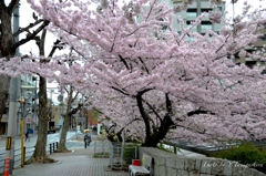 神戸の桜②
