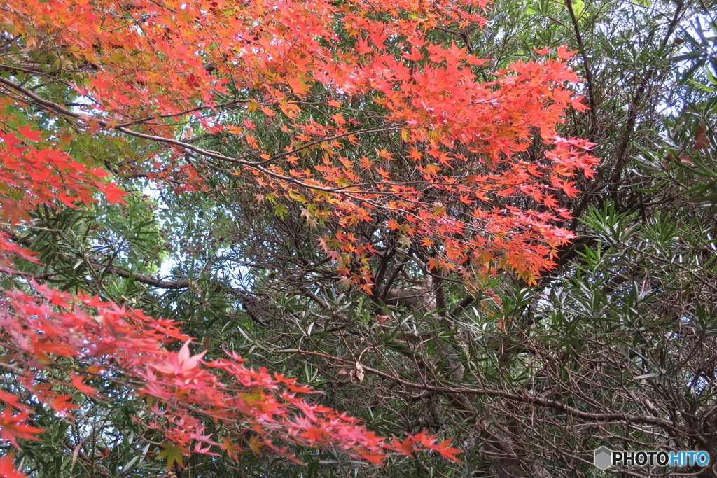 紅葉