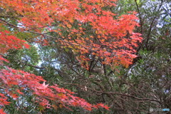 紅葉