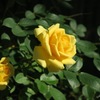 黄色バラ
