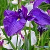花菖蒲④