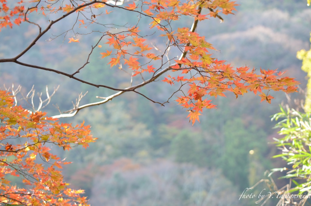 嵐山