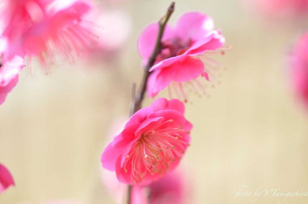 紅梅