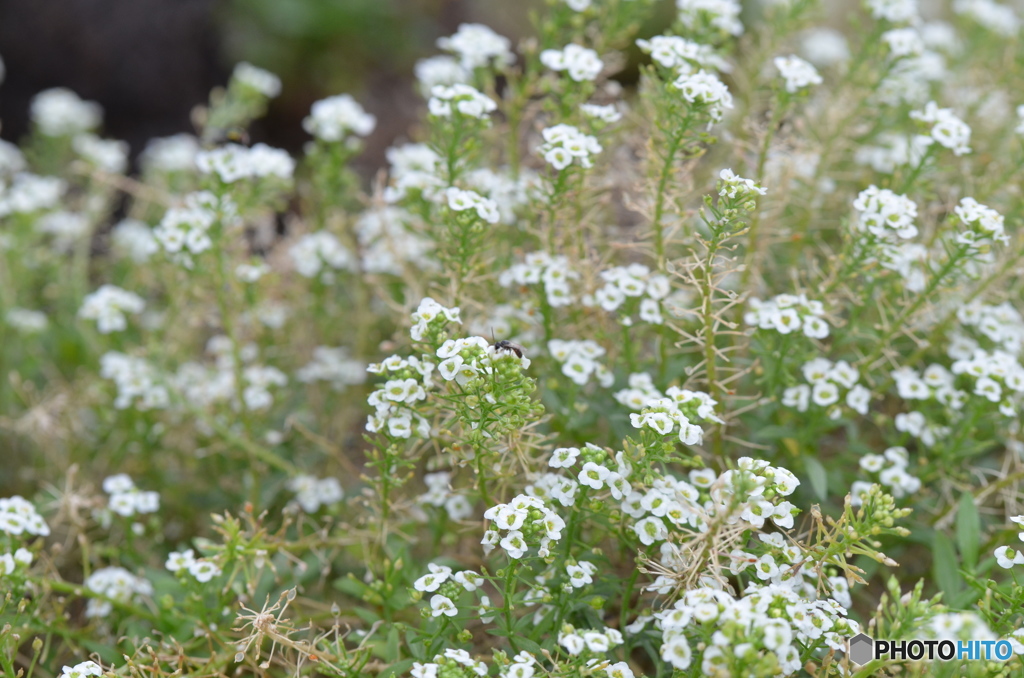 雨上がりの散歩7