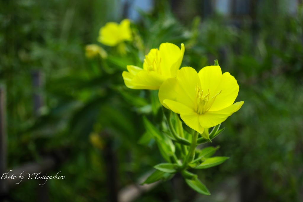 黄色の花