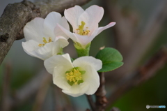 深秋の可憐な花