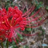 曼珠沙華