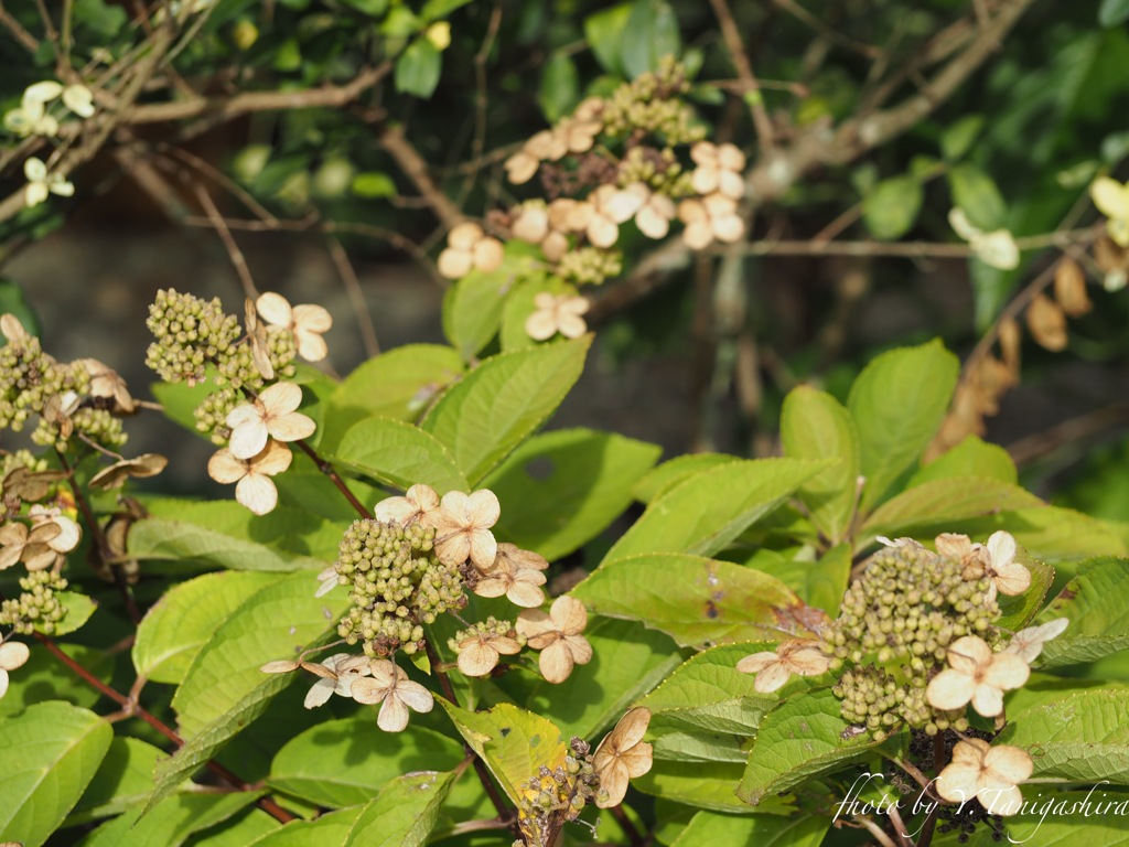 この時期の紫陽花