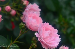 ピンク薔薇
