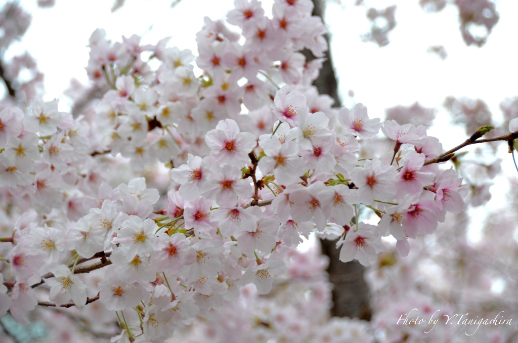 神戸の桜①