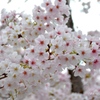 神戸の桜①
