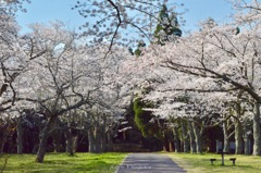 お花見広場