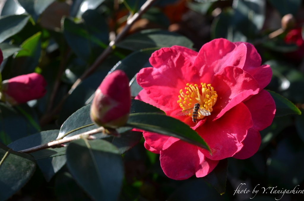 山茶花にアブ