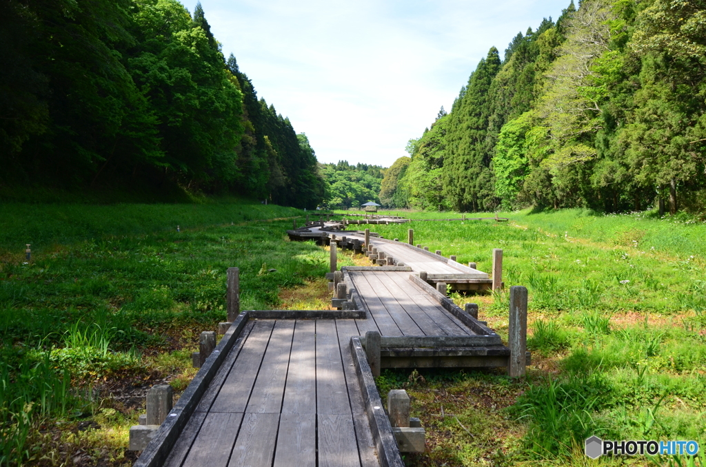 湿原の筈だが、、