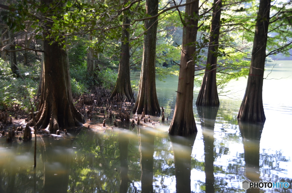 ラクウショウ①