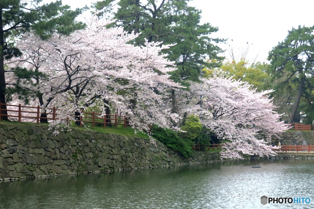 小倉城の濠①