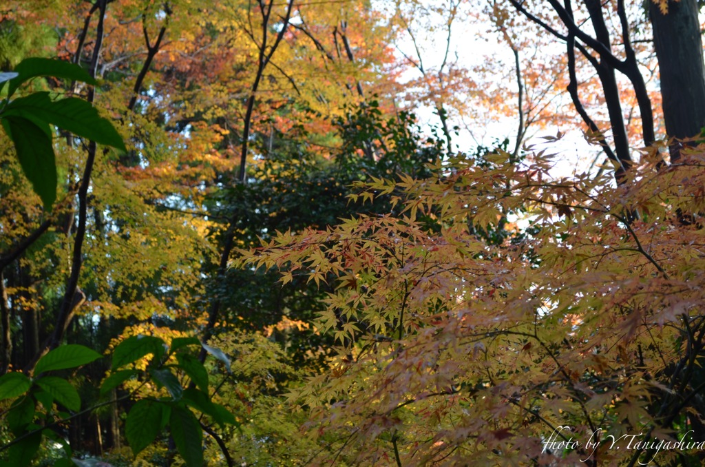 嵯峨野祇王寺