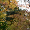 嵯峨野祇王寺