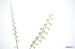ケヤキの新芽(先の方)