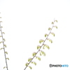 ケヤキの新芽(先の方)