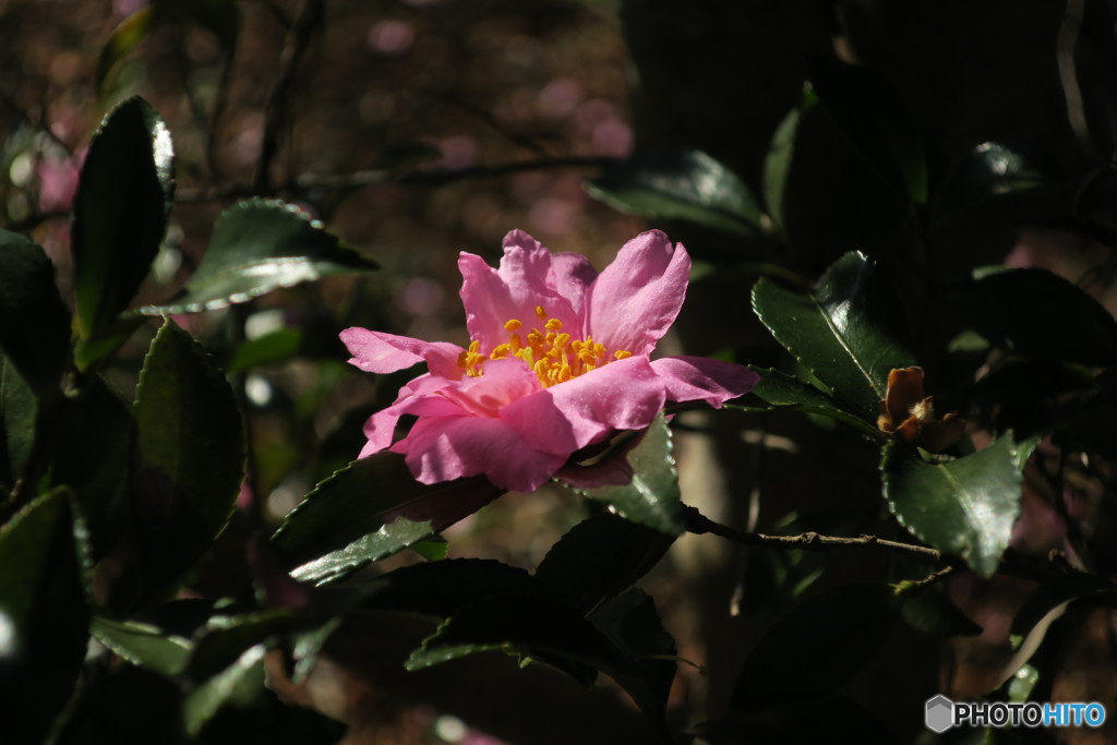 ピンク山茶花