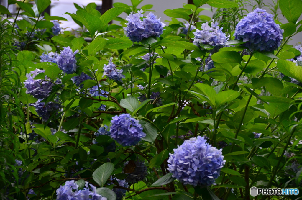 舞鶴公園30