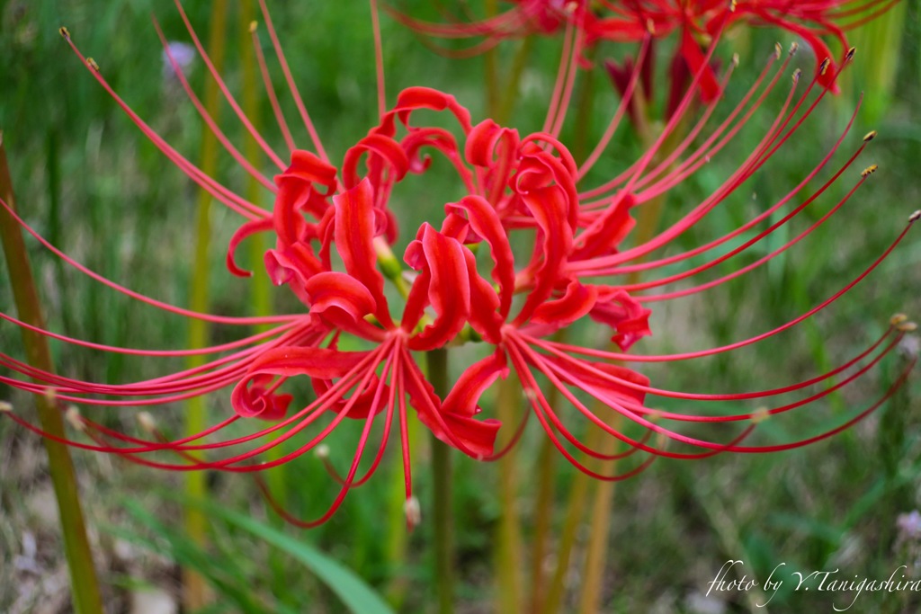 曼珠沙華