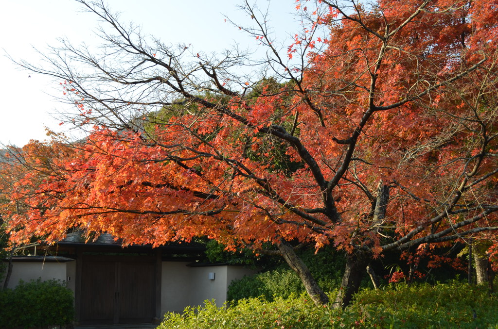 紅葉