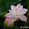 舞鶴公園14