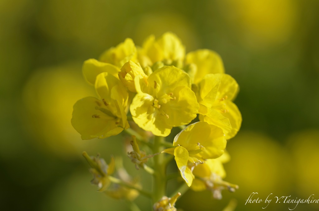 花菜