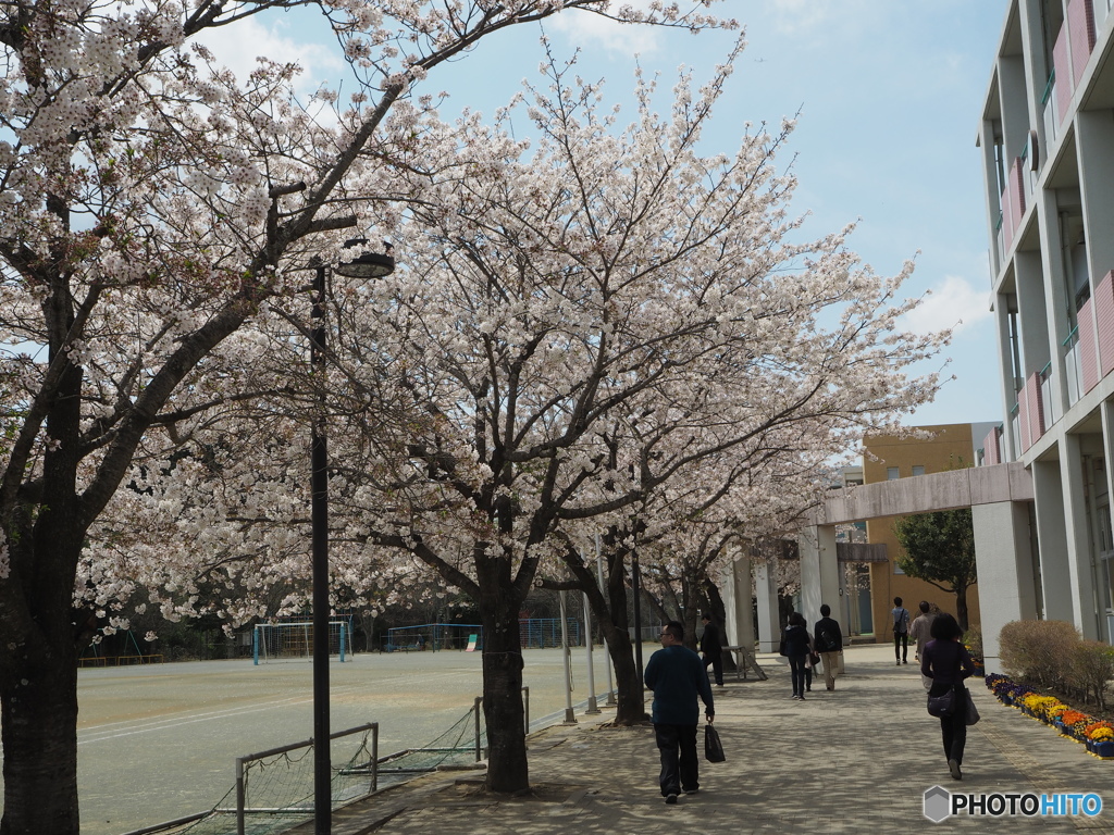 桜と学校はマッチ