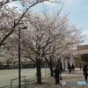 桜と学校はマッチ