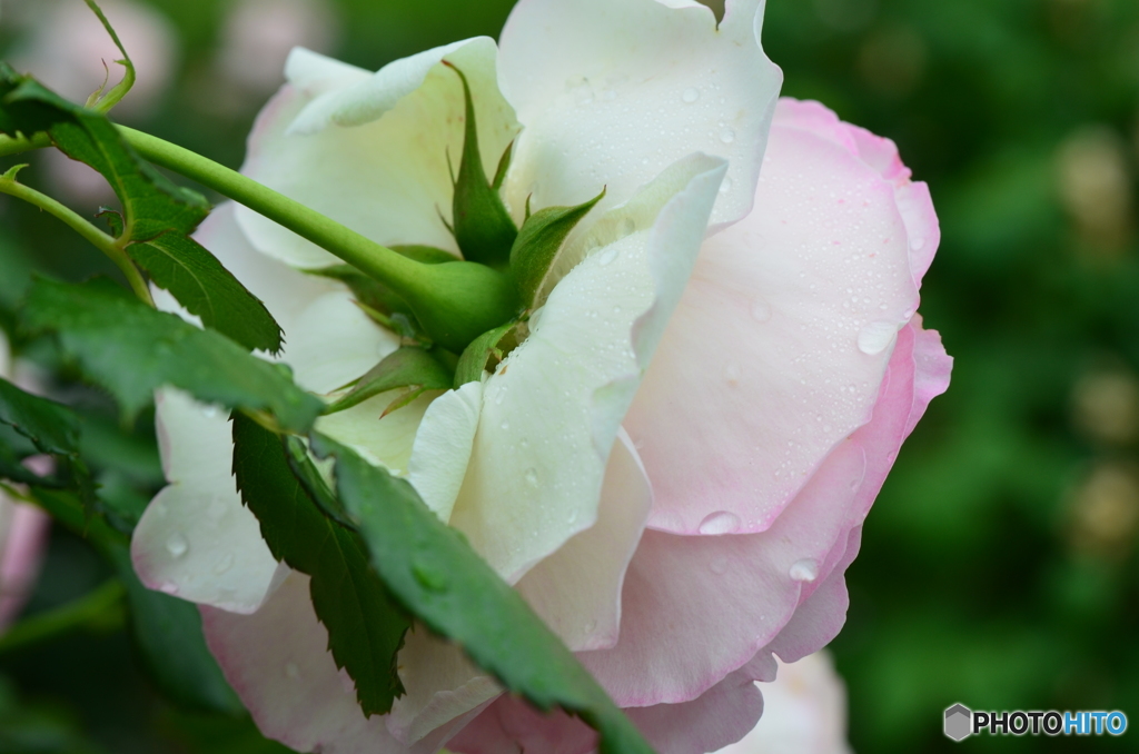 ピンク薔薇③(後ろ姿)