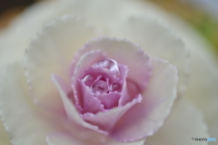花キャベツ