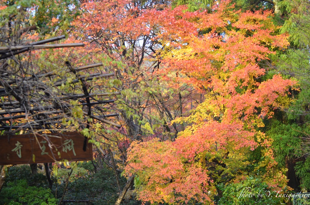 祇王寺入口