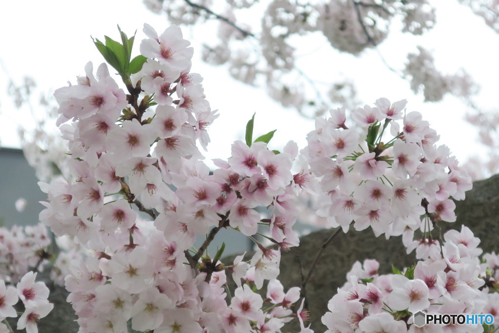 桜満開③