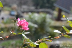 ピンク秋薔薇