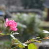 ピンク秋薔薇